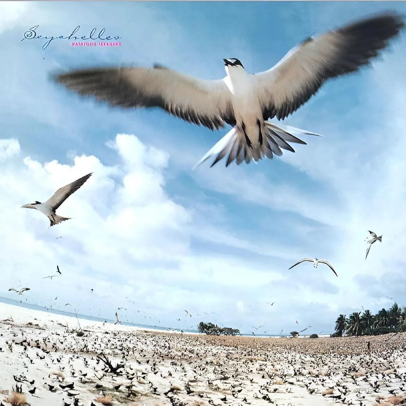 Masayoshi Takanaka Seychelles (Blue) Vinyl Record