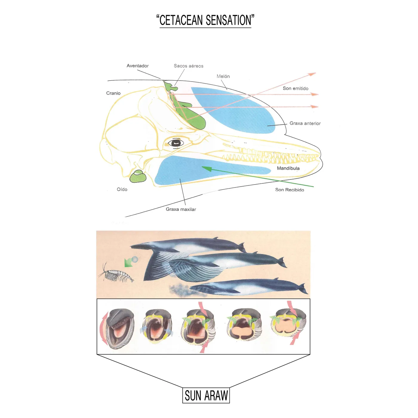 Sun Araw Cetacean Sensation Vinyl Record