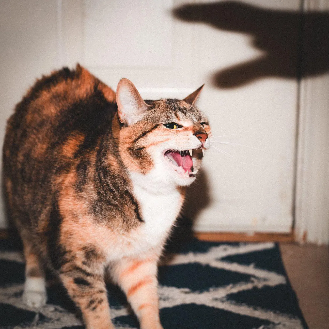 RILEY Keep Your Cool (Blue, Yellow, Red) Vinyl Record