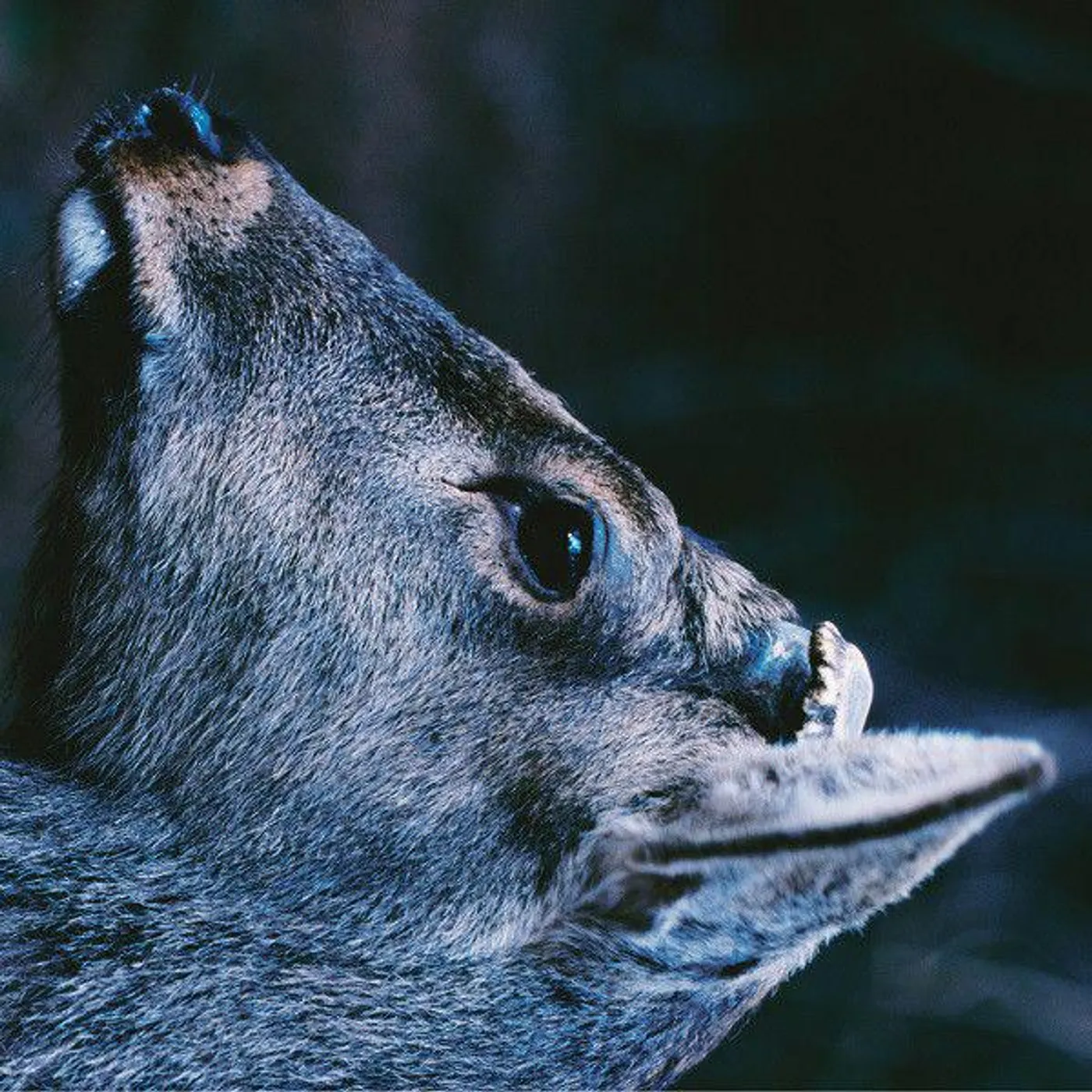 toe BOOK ABOUT MY IDLE PLOT ON A VAGUE ANXIETY Vinyl Record