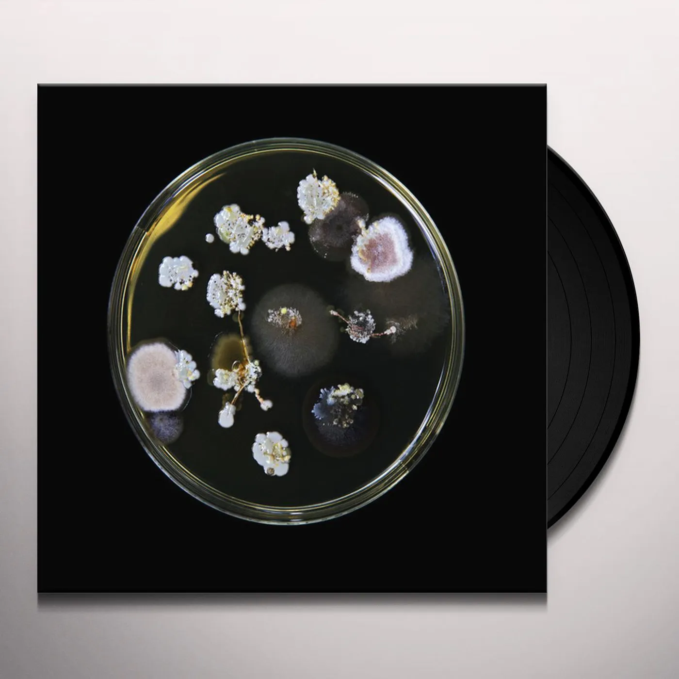 Phobophobes WHERE IS MY OWNER Vinyl Record