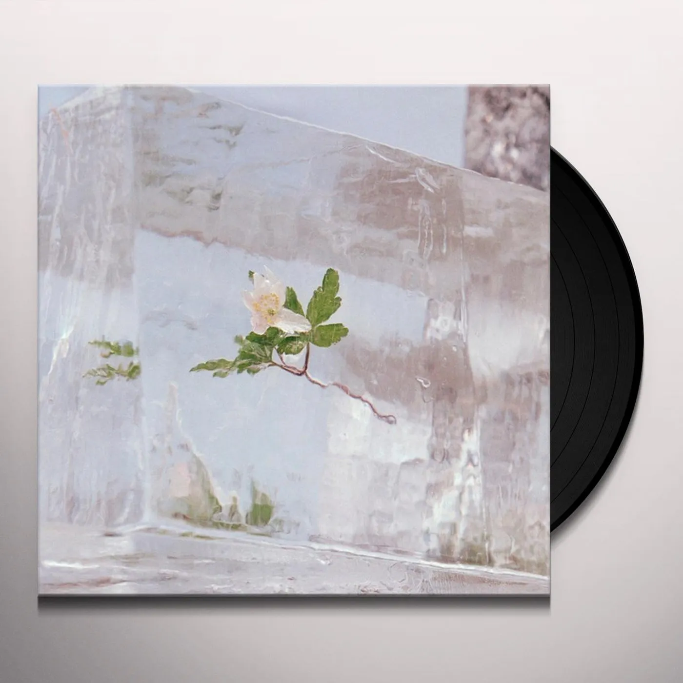 Efterklang Windflowers Vinyl Record
