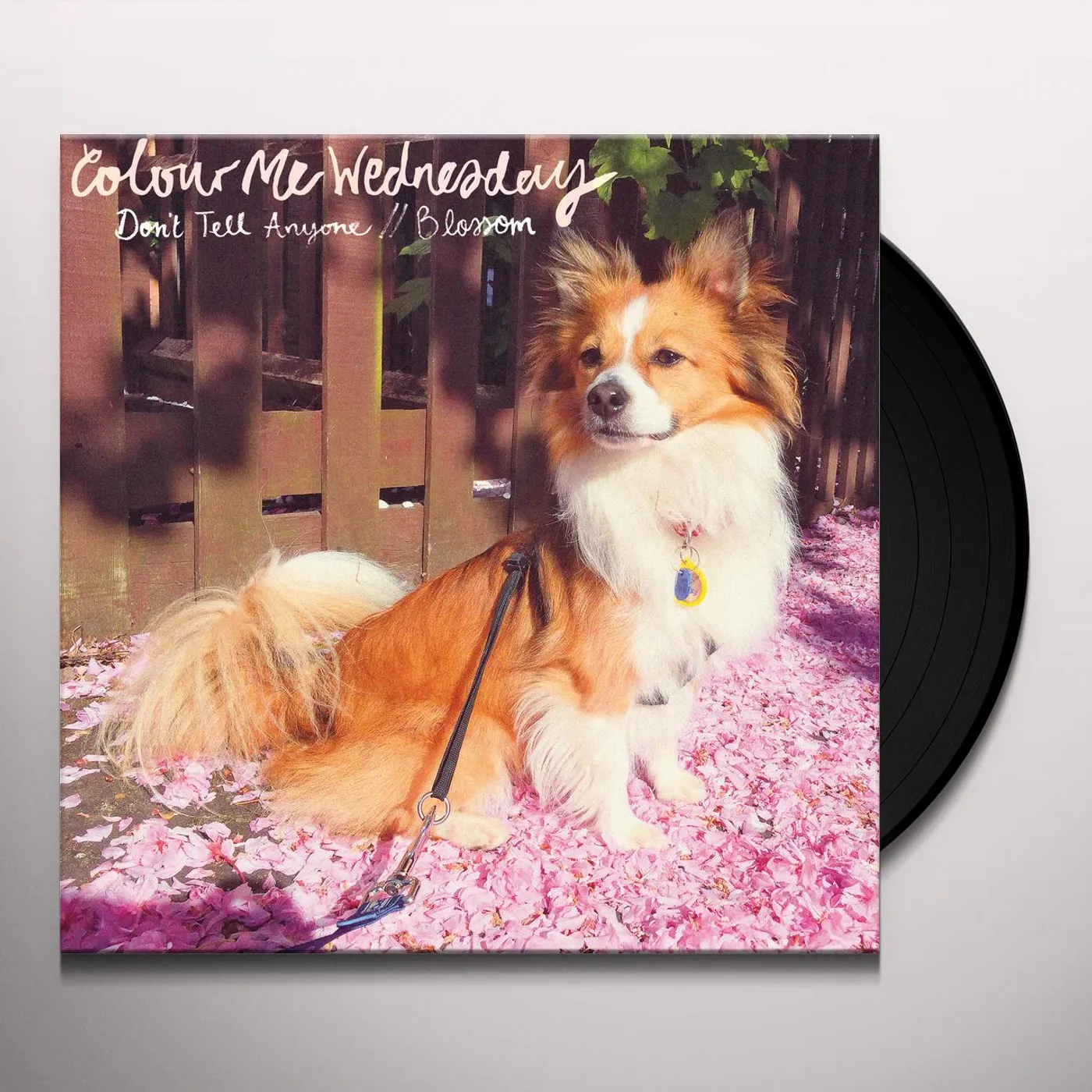 Colour Me Wednesday DON'T TELL ANYONE / BLOSSOM Vinyl Record