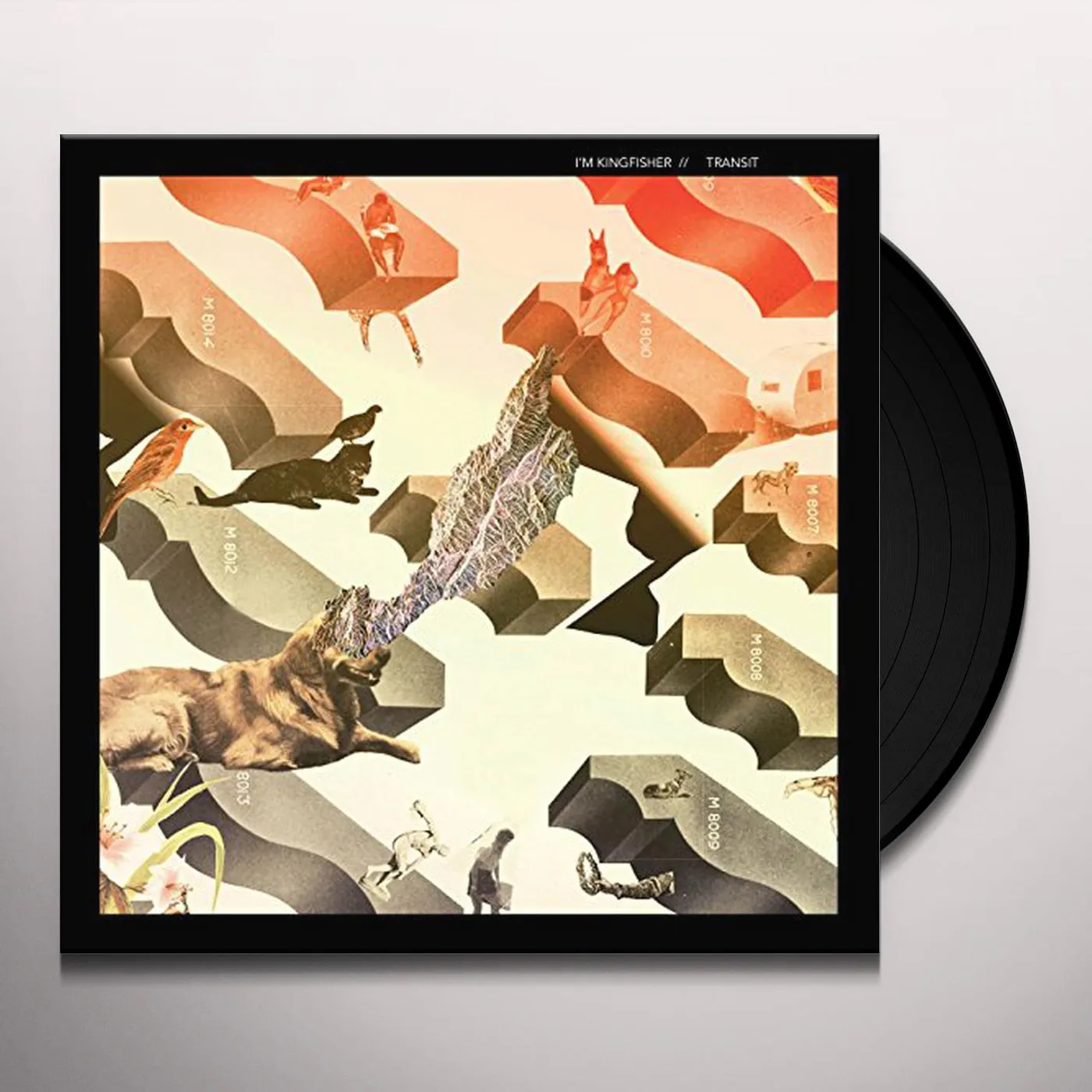 I'm Kingfisher Transit Vinyl Record