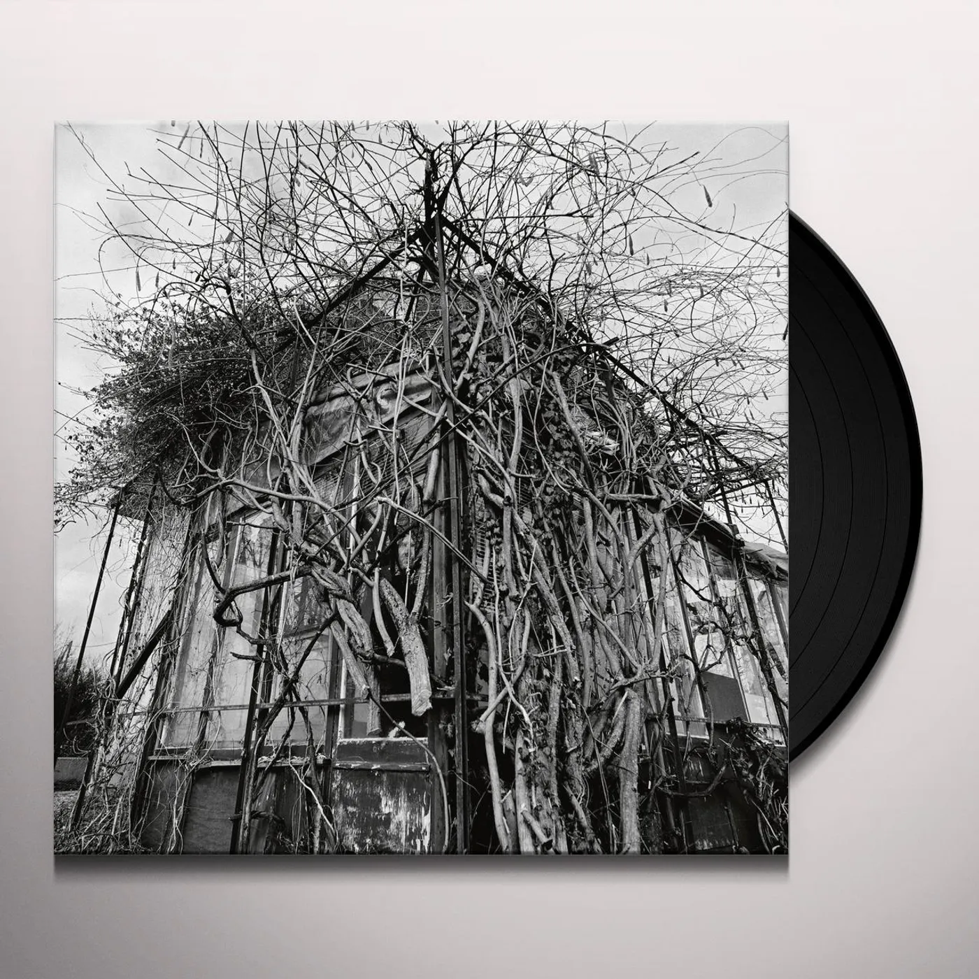 Impure Wilhelmina DEAD DECADES Vinyl Record