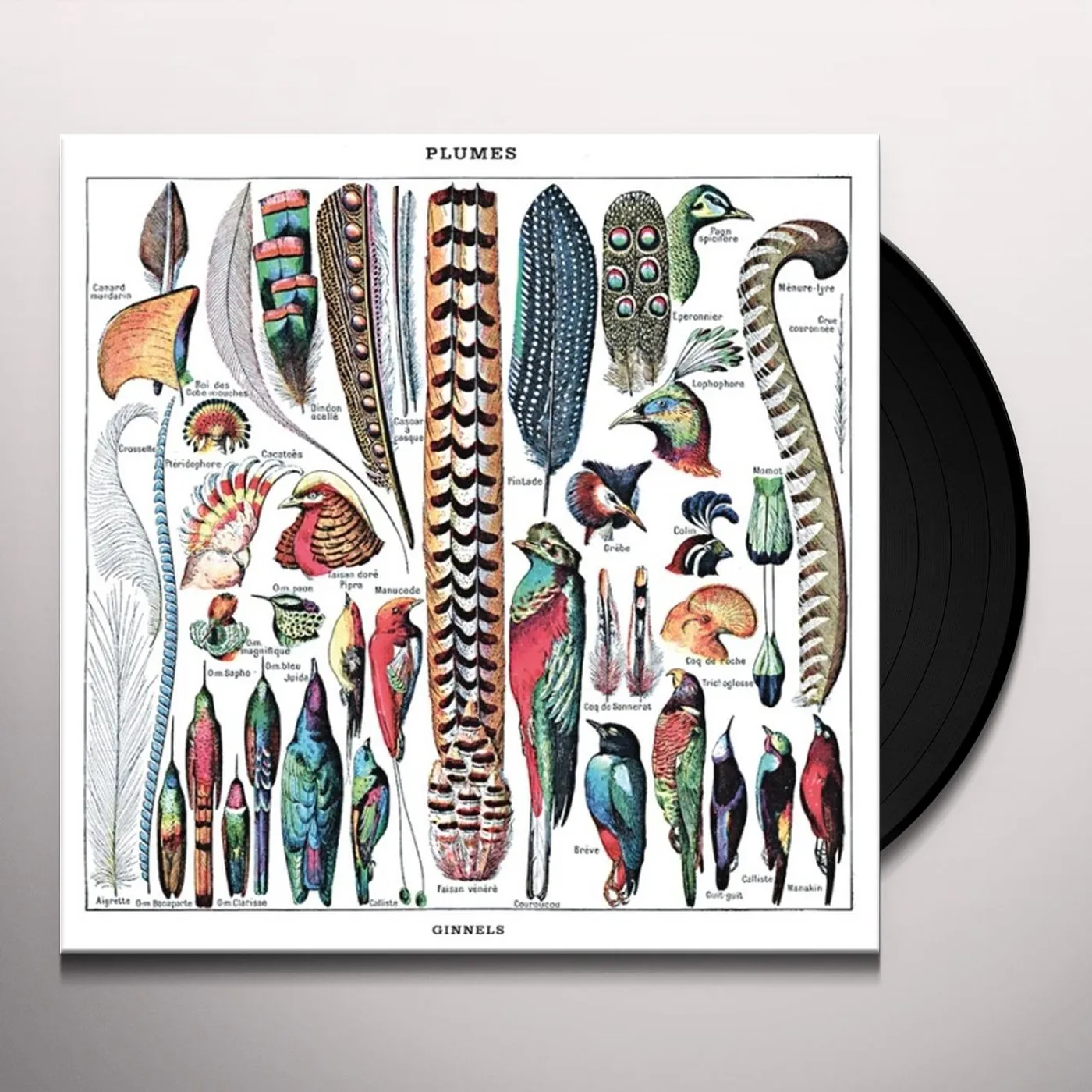 Ginnels PLUMES Vinyl Record