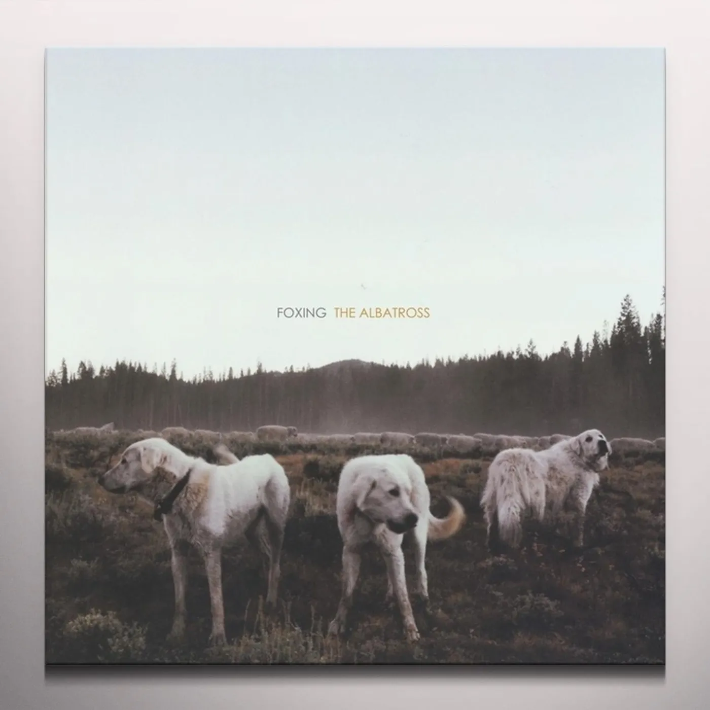 Foxing ALBATROSS Vinyl Record - Colored Vinyl