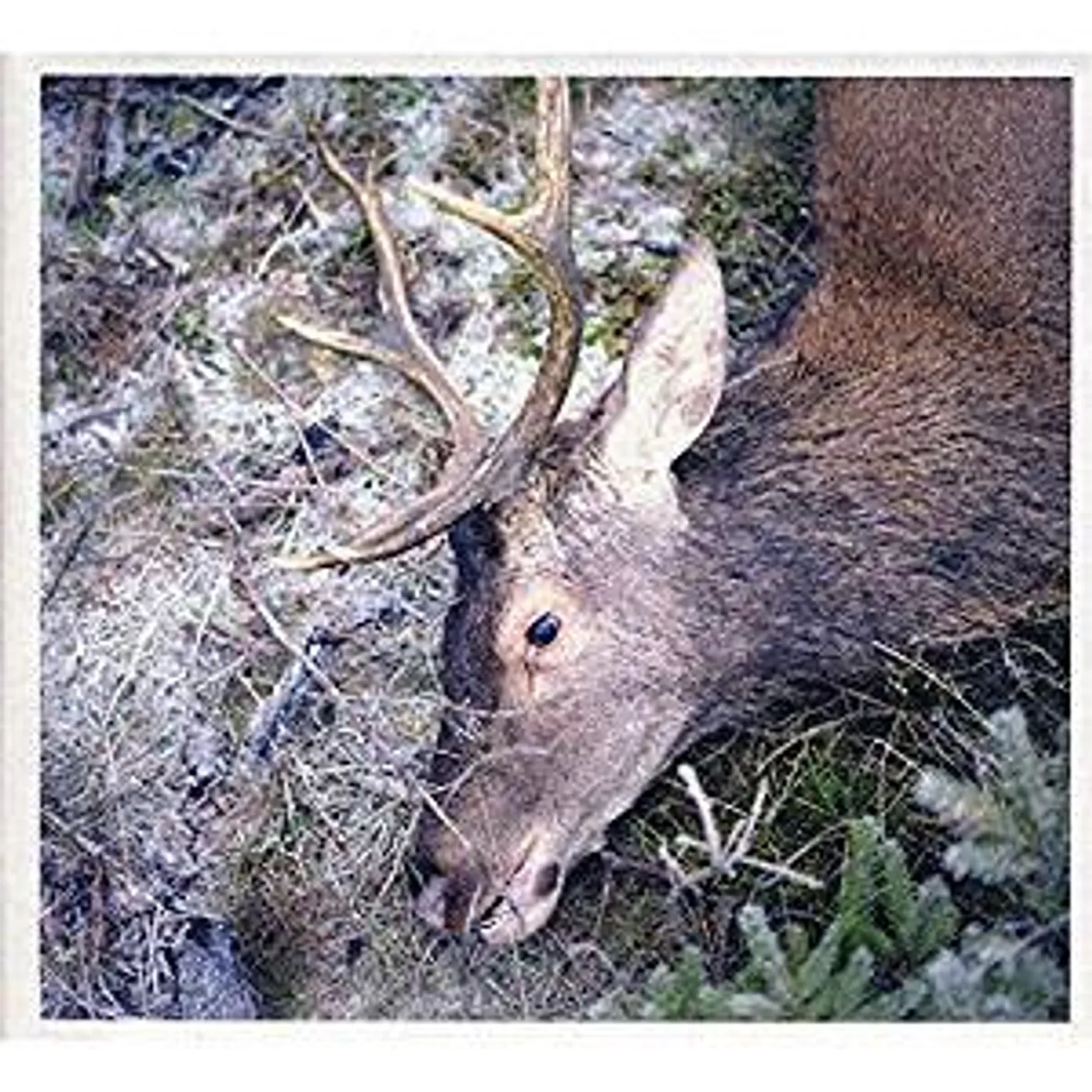 Girls in Hawaii / Plan Your Escape - CD