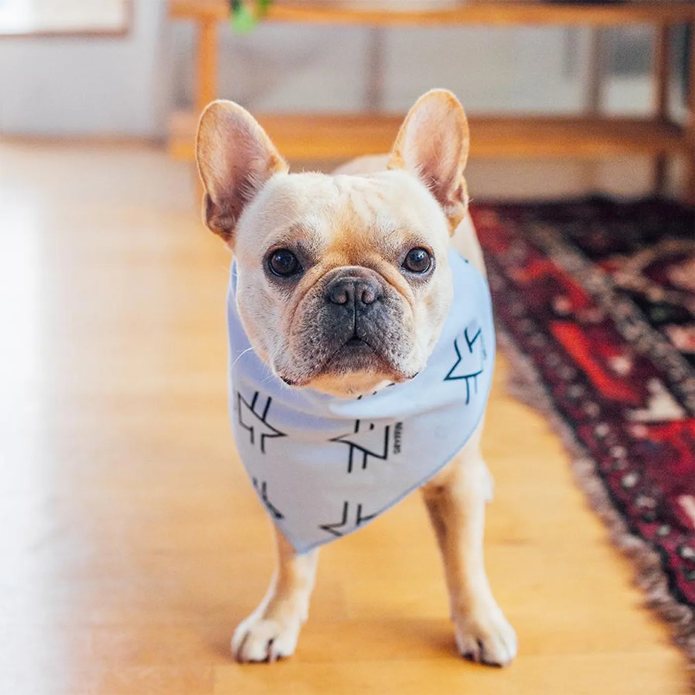 Bandana Blue Gryffin Logo