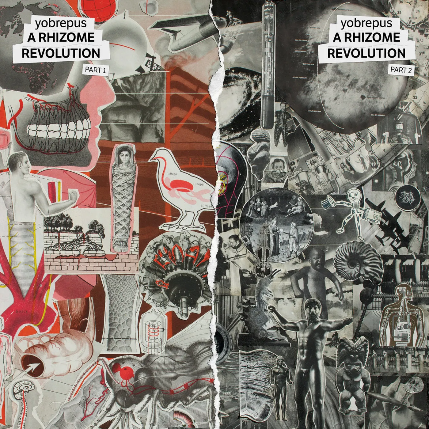 Yobrepus LP - A Rhizome Revolution Part 1 (Vinyl)