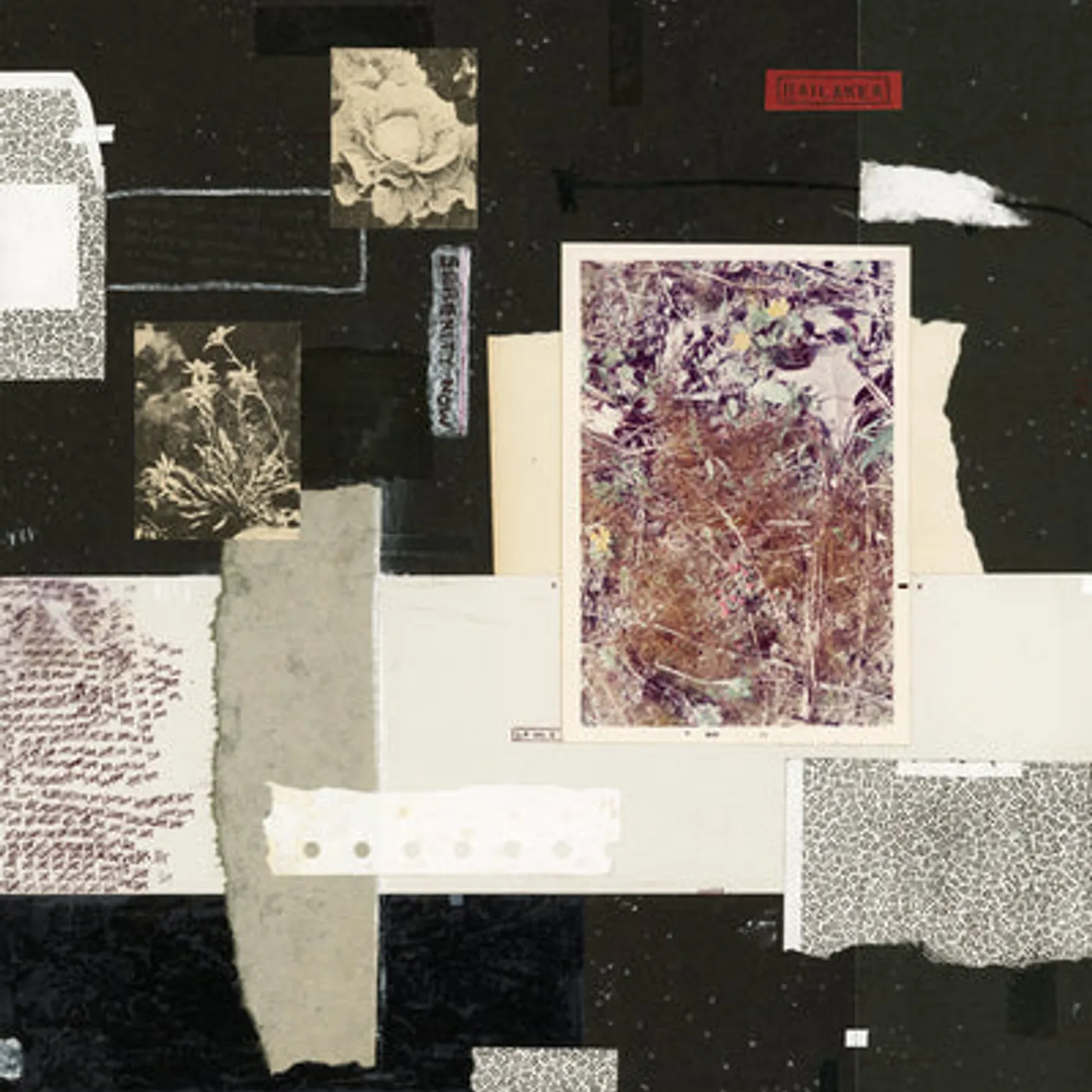 Hailaker LP - Serenity Now (Vinyl)