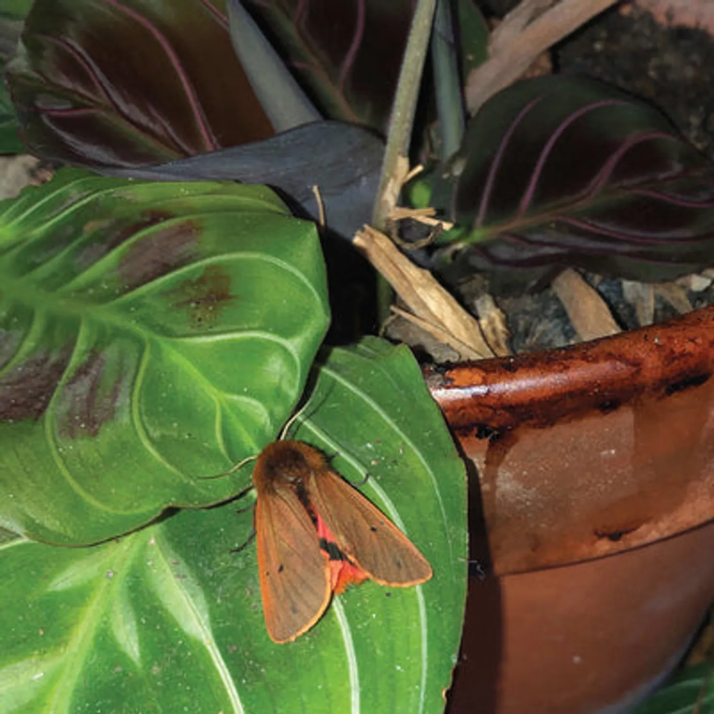 Dies Lexic LP - Lexicon Hall (Vinyl)