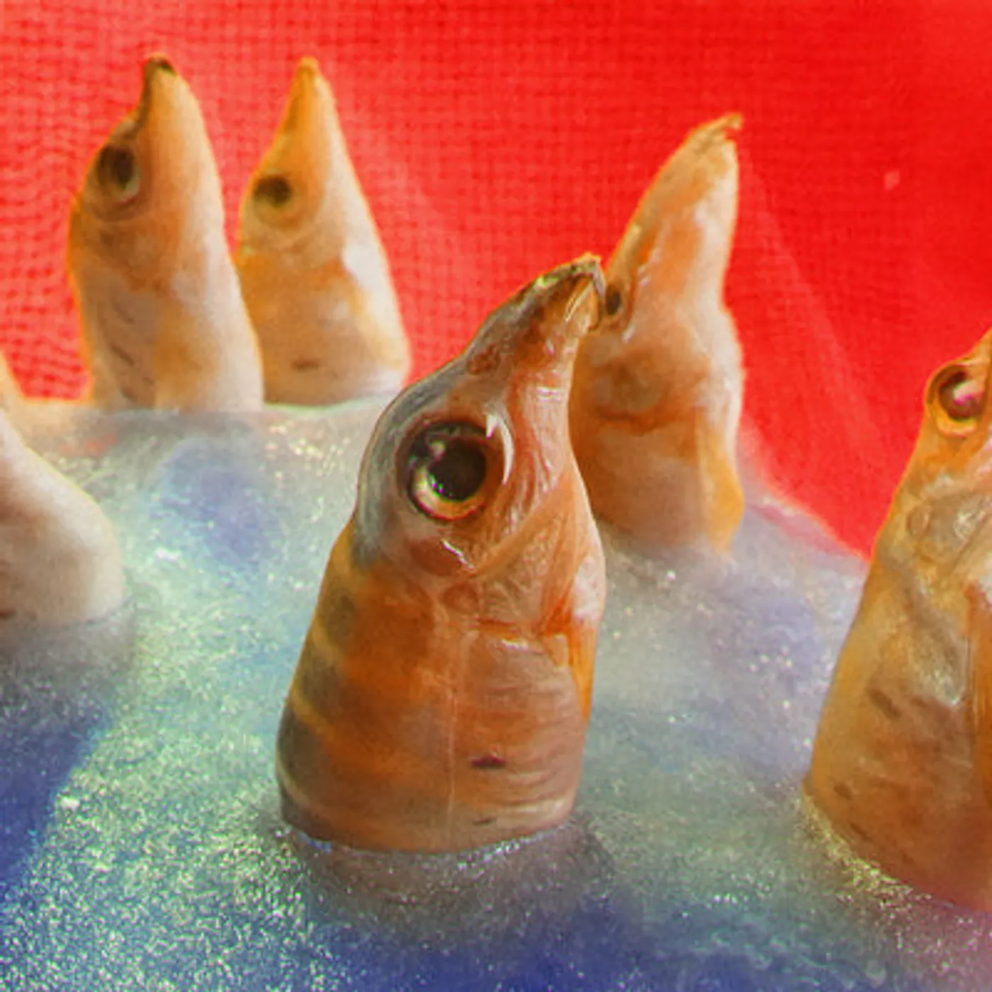 Harvey Rushmore & The Octopus LP - Freedomspacecake (Vinyl)