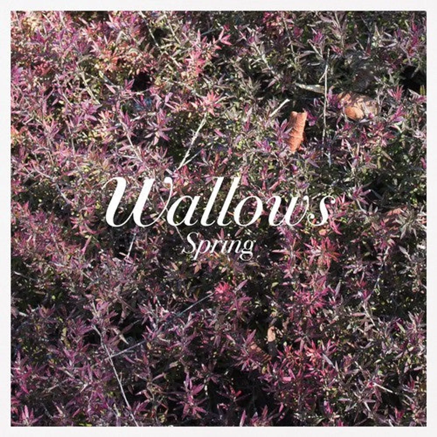 Wallows LP Vinyl - Spring (Colv) (Grn) (Pnk)