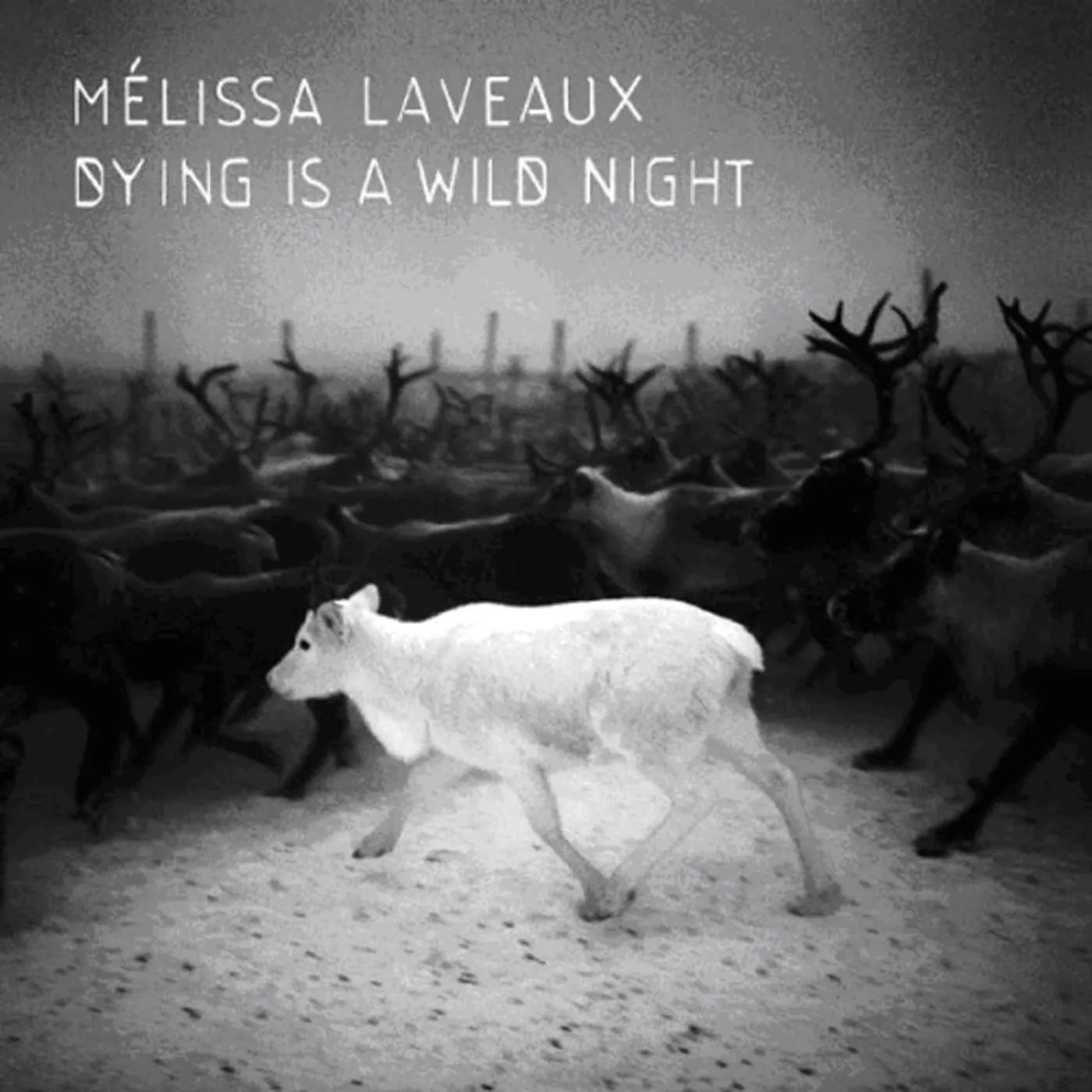 Melissa Laveaux LP - Dying Is A Wild Night (Vinyl)