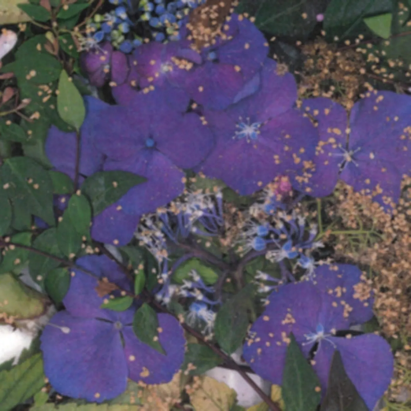 Somesurprises LP - Somesurprises (Vinyl)