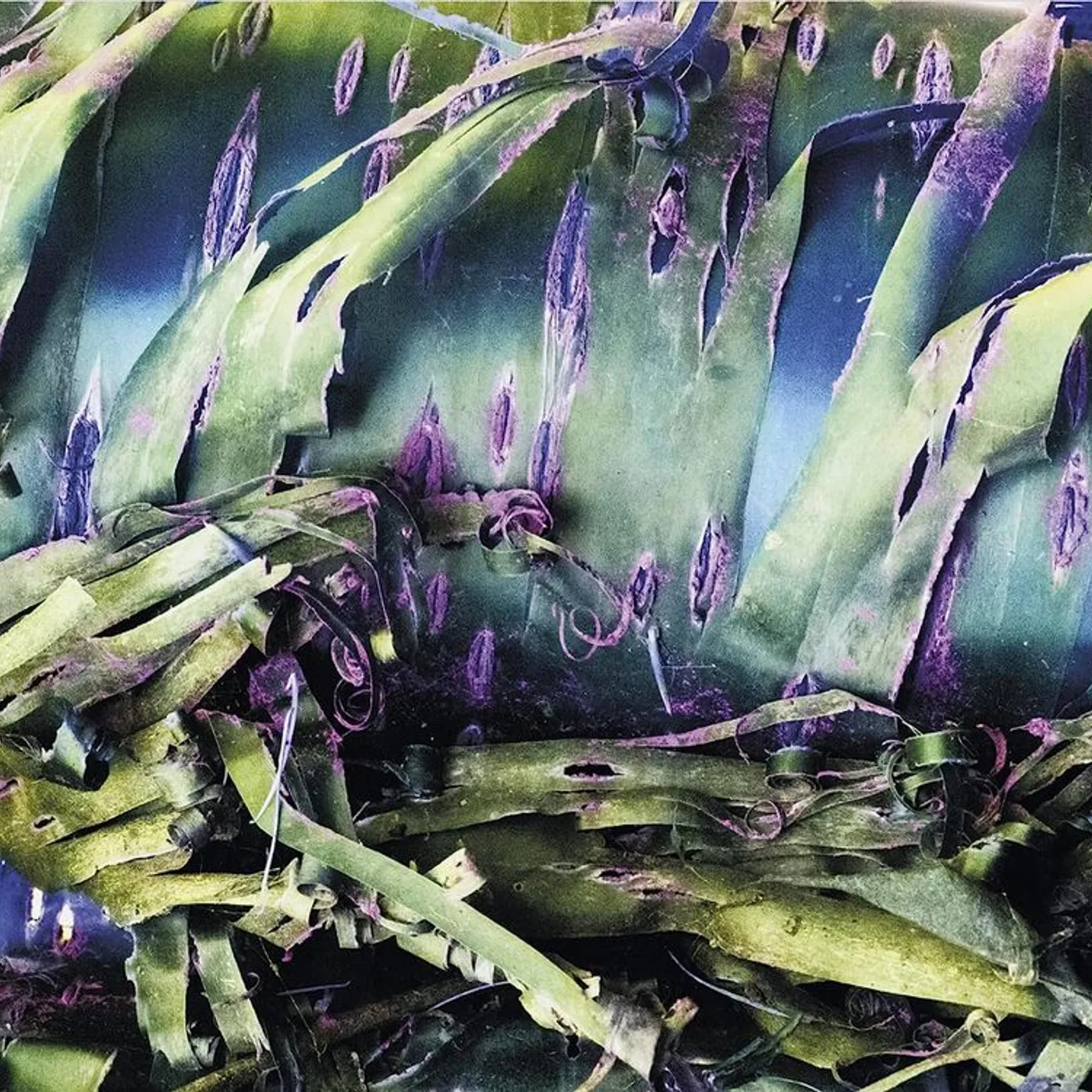 Polypores LP - Multizonal Mindscramble (Vinyl)