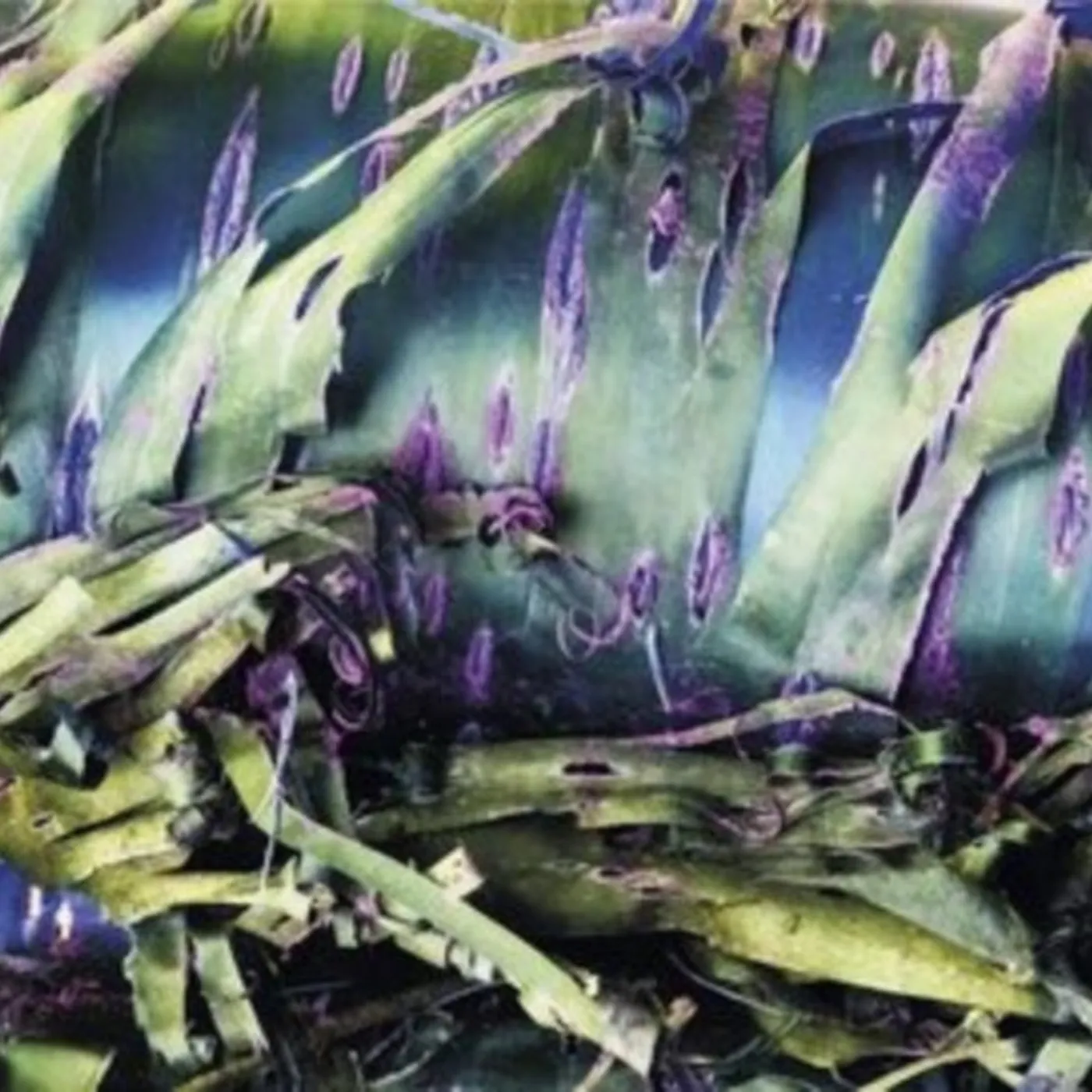 Polypores LP - Multizonal Mindscramble (Vinyl)