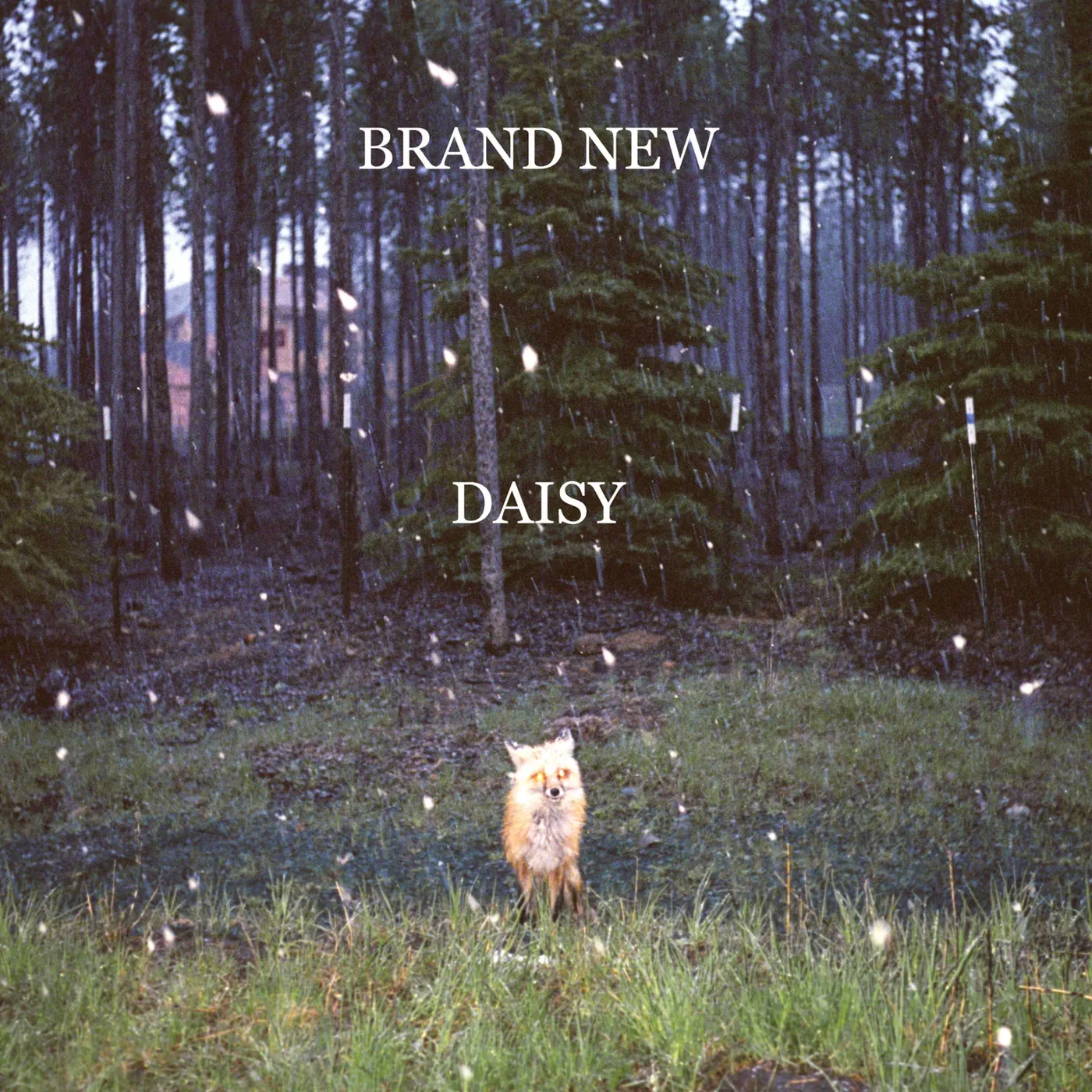 Brand New Daisy (180g) Vinyl Record