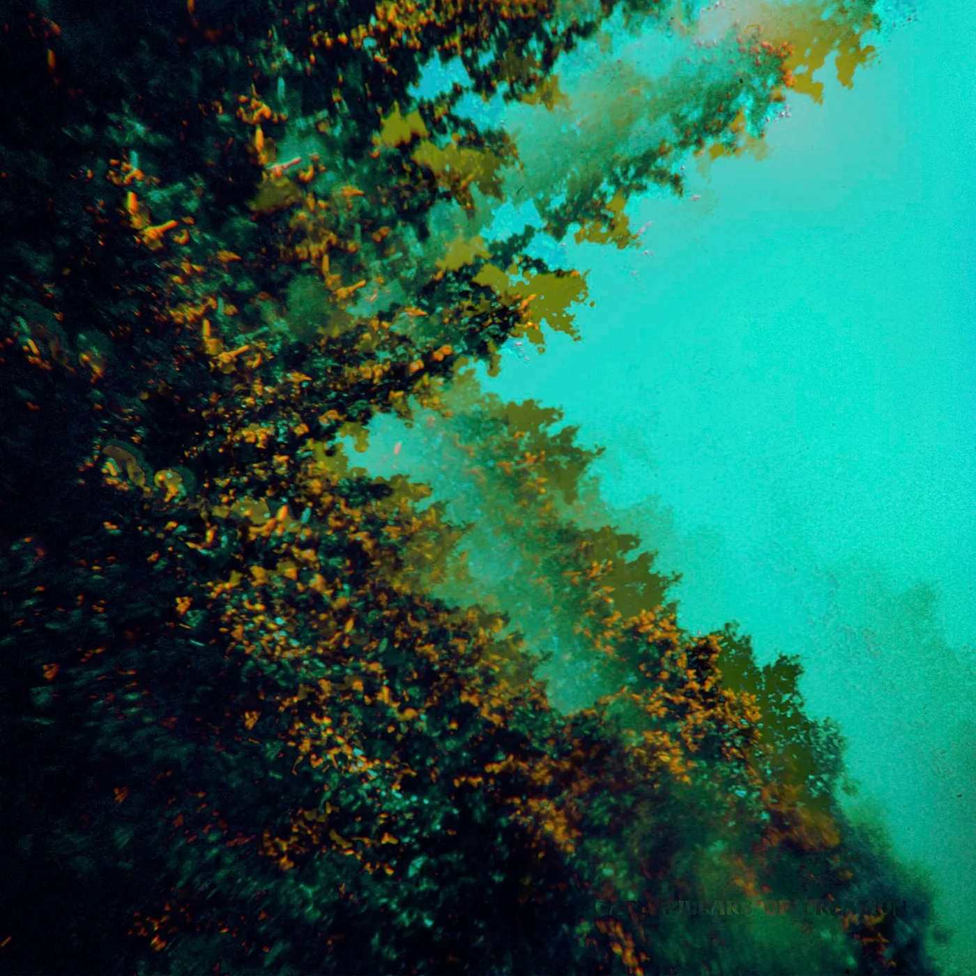 Polymoon Caterpillars Of Creation CD