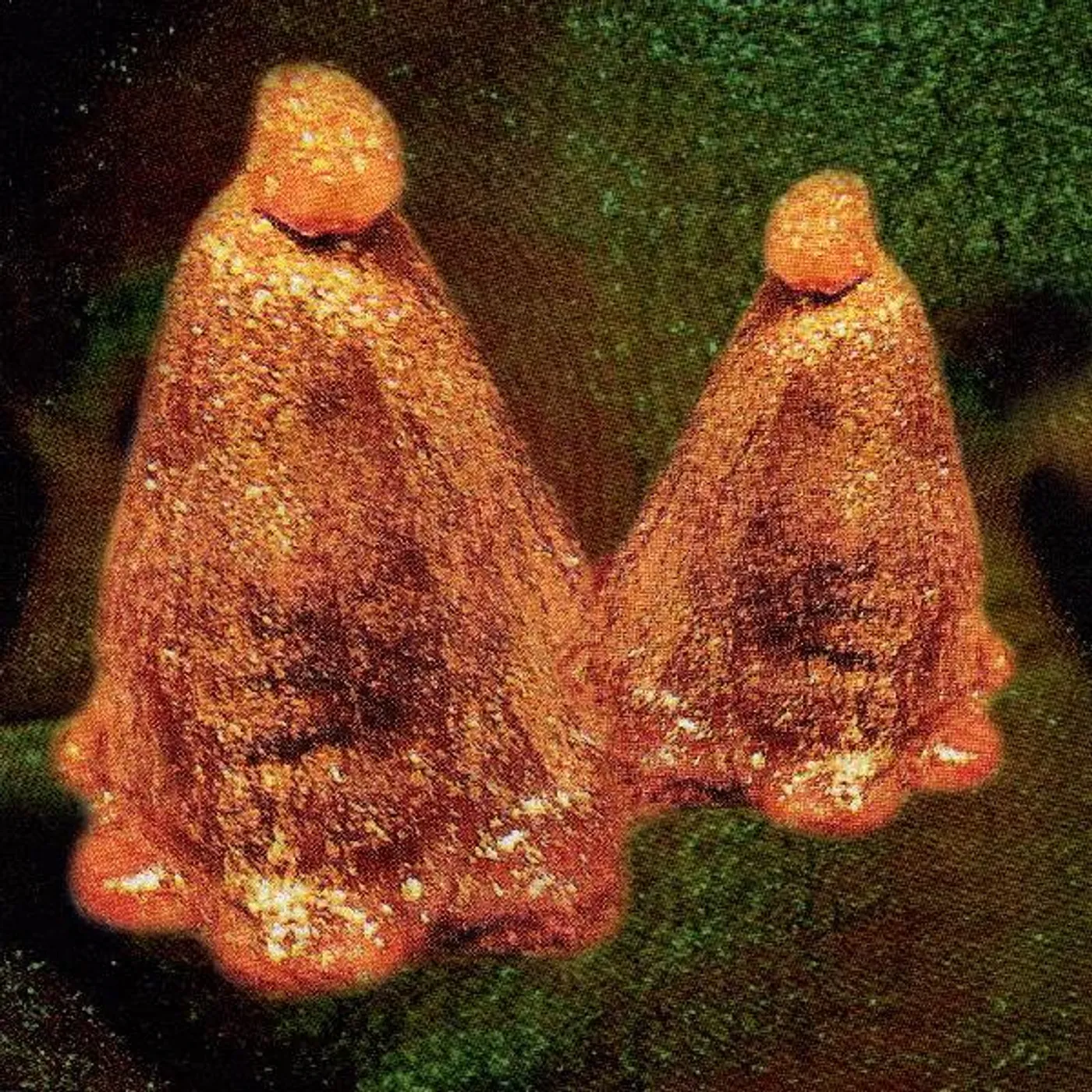 Black To Comm OOCYTE OIL & STOLEN ANDROGENS CD