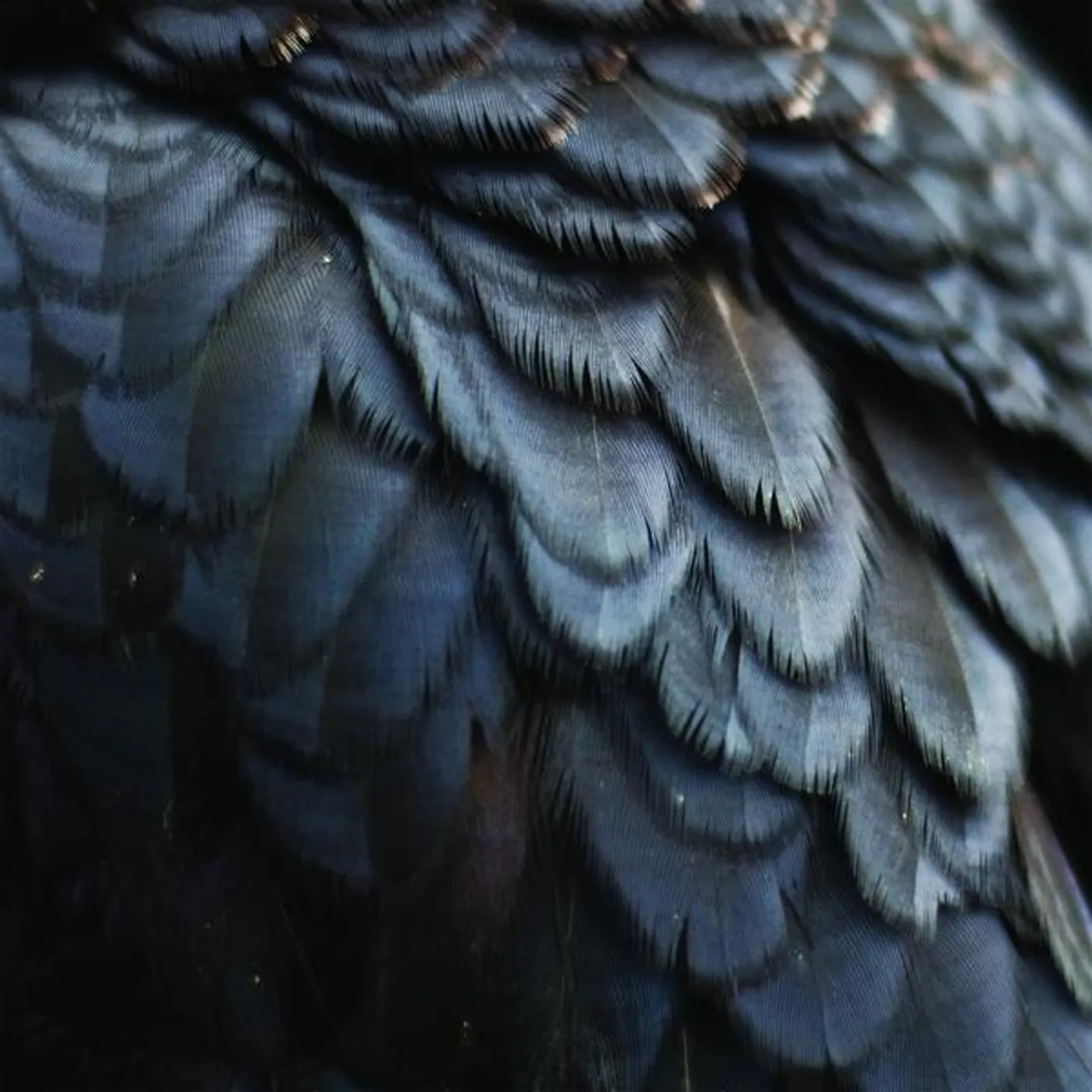 Ex People Bird Vinyl Record