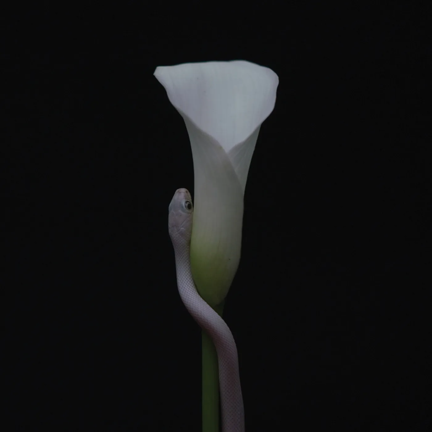 Animals As Leaders PARRHESIA CD