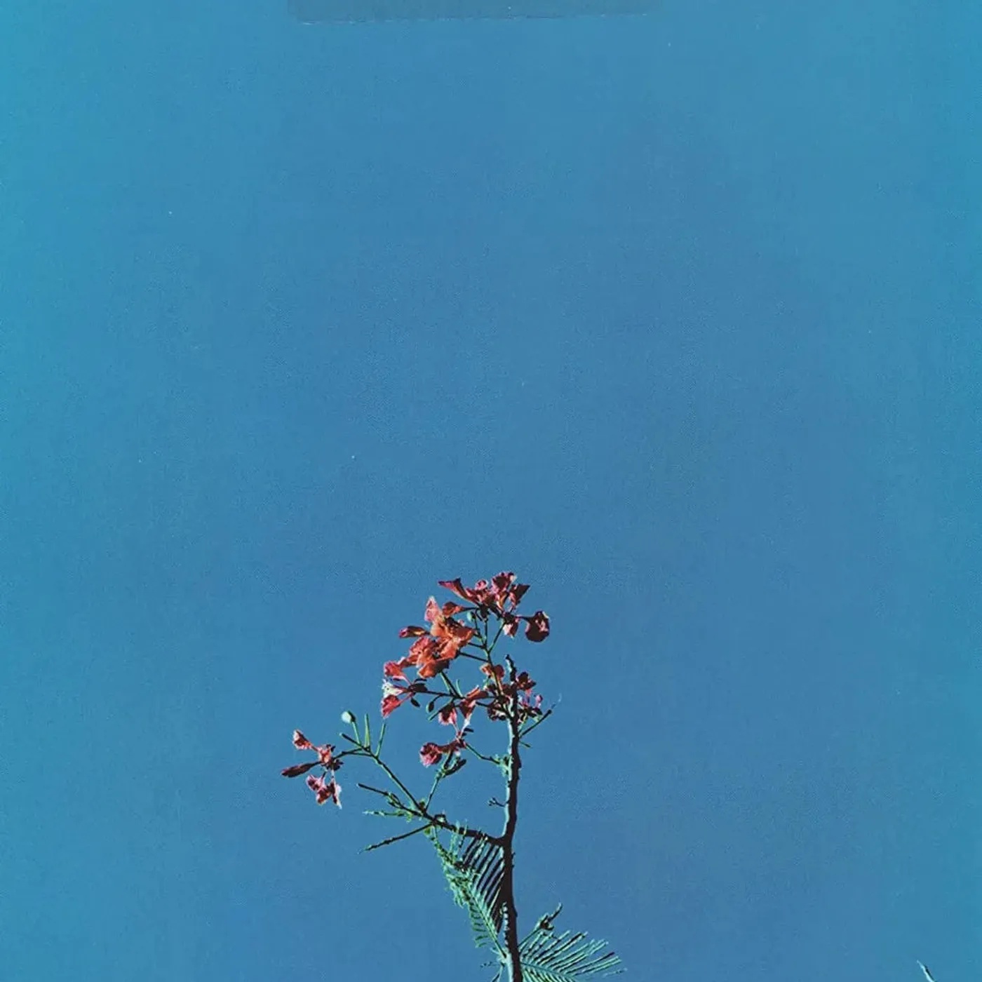 Joanna Newsom Joanna Newson - Joanna Newson & The Ys Street Band CD