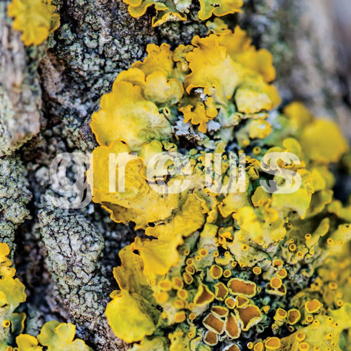  Greus s/t lp (Vinyl)