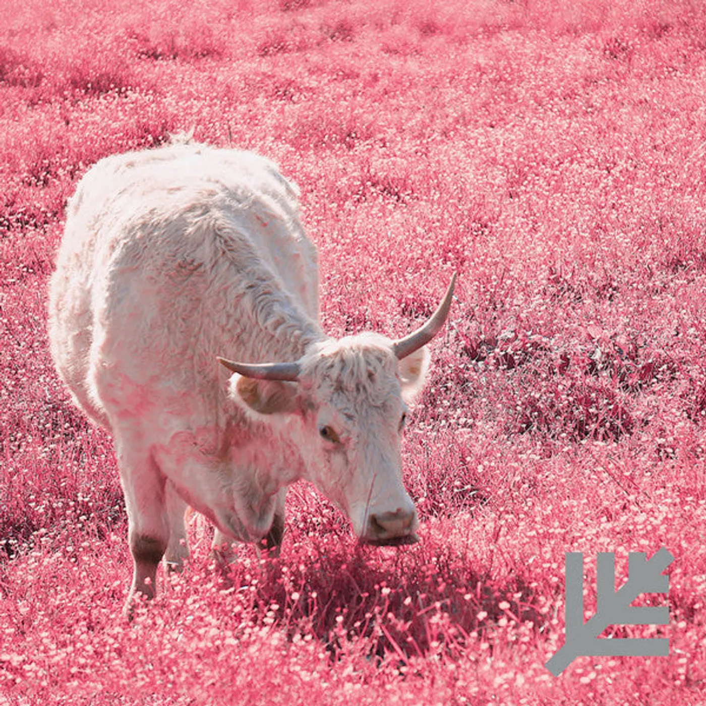 Lacing – Never 12"