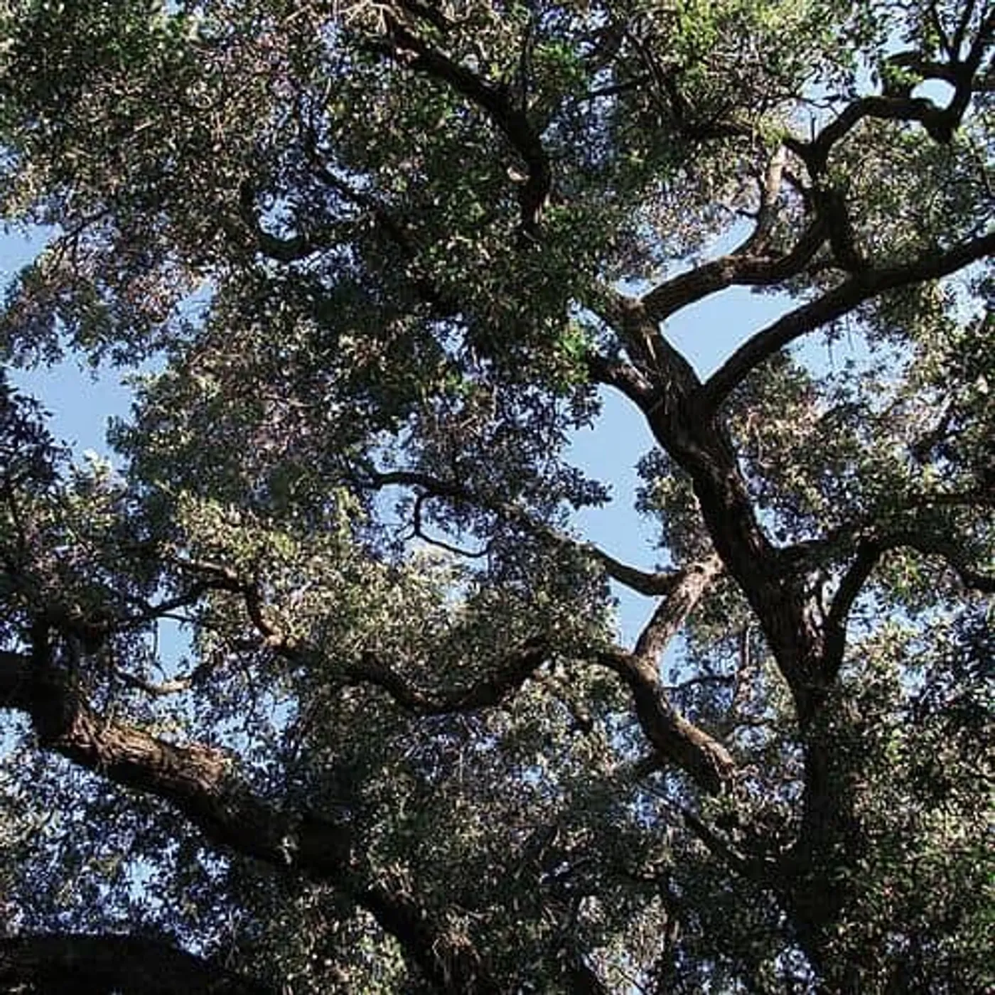 Charles Manson TREES (GREEN VINYL) Vinyl Record