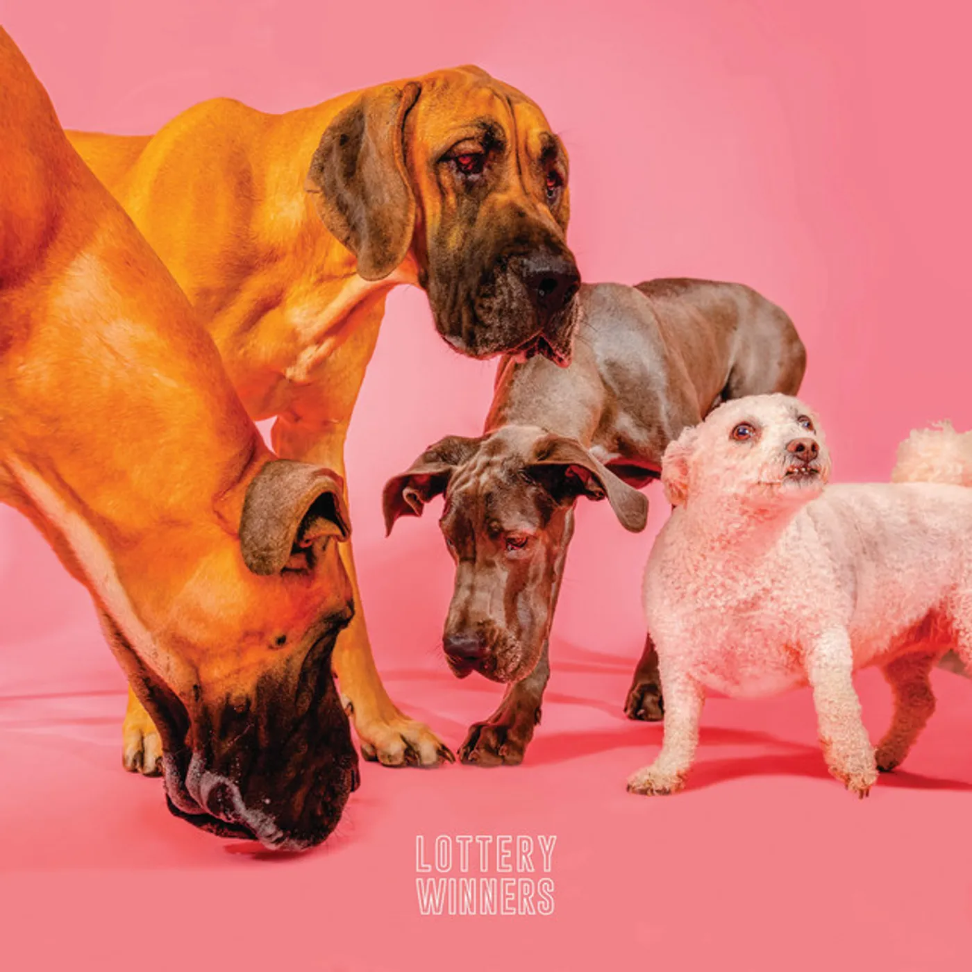 The Lottery Winners CD