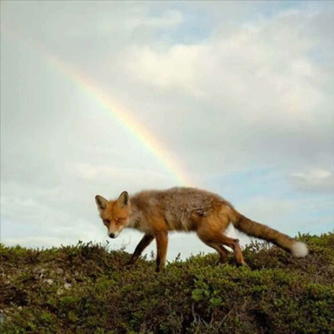 BUCK MEEK (OPAQUE ORANGE VINYL) Vinyl Record
