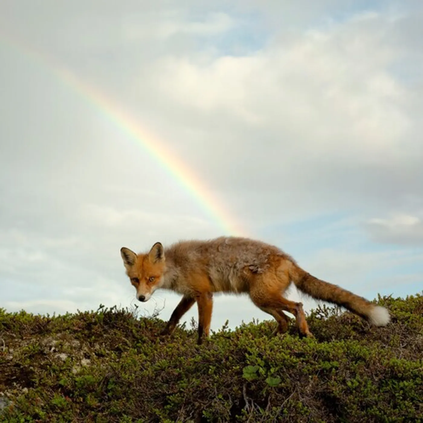 BUCK MEEK (TRANSLUCENT GREEN VINYL) Vinyl Record