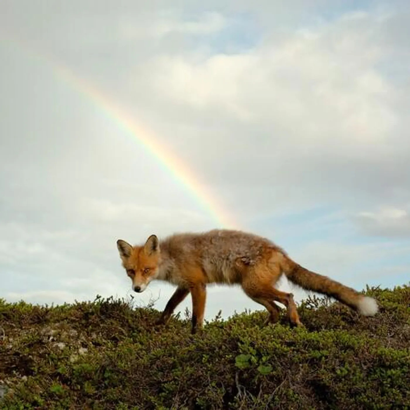 BUCK MEEK (TRANSLUCENT GREEN VINYL) Vinyl Record