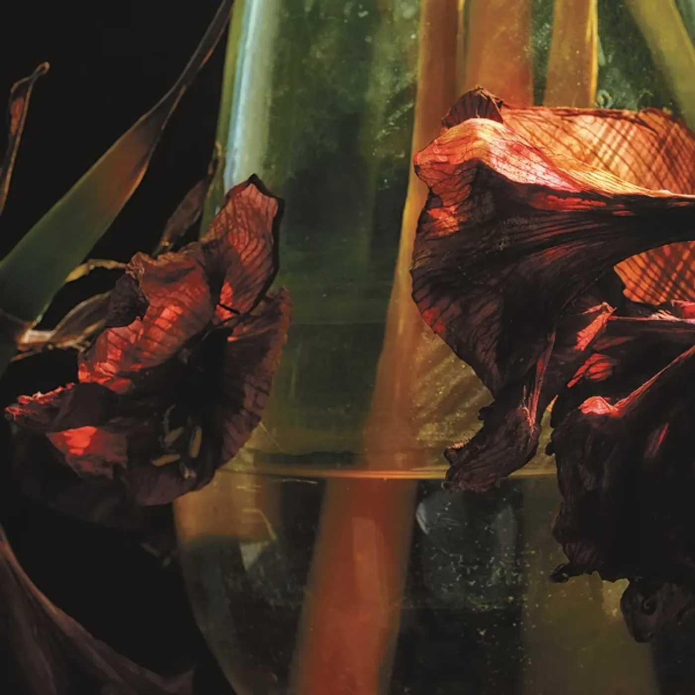 Hayvanlar Alemi PSYCHEDELIA IN TIMES OF TURBULENCE (LIMITED 3 COLOURS VINYL) Vinyl Record