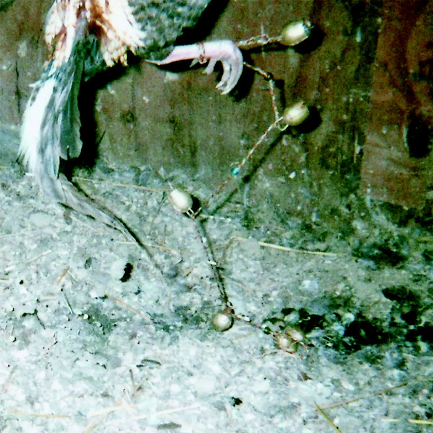 Kramp NERVOUS RATTLES Vinyl Record