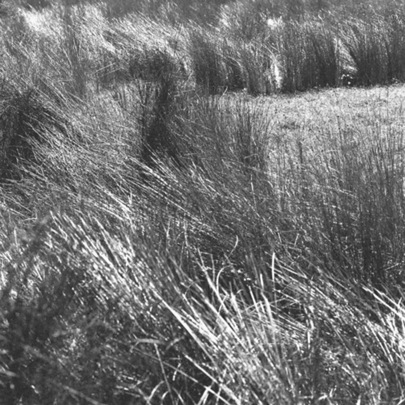 Chris Abrahams THROWN CD