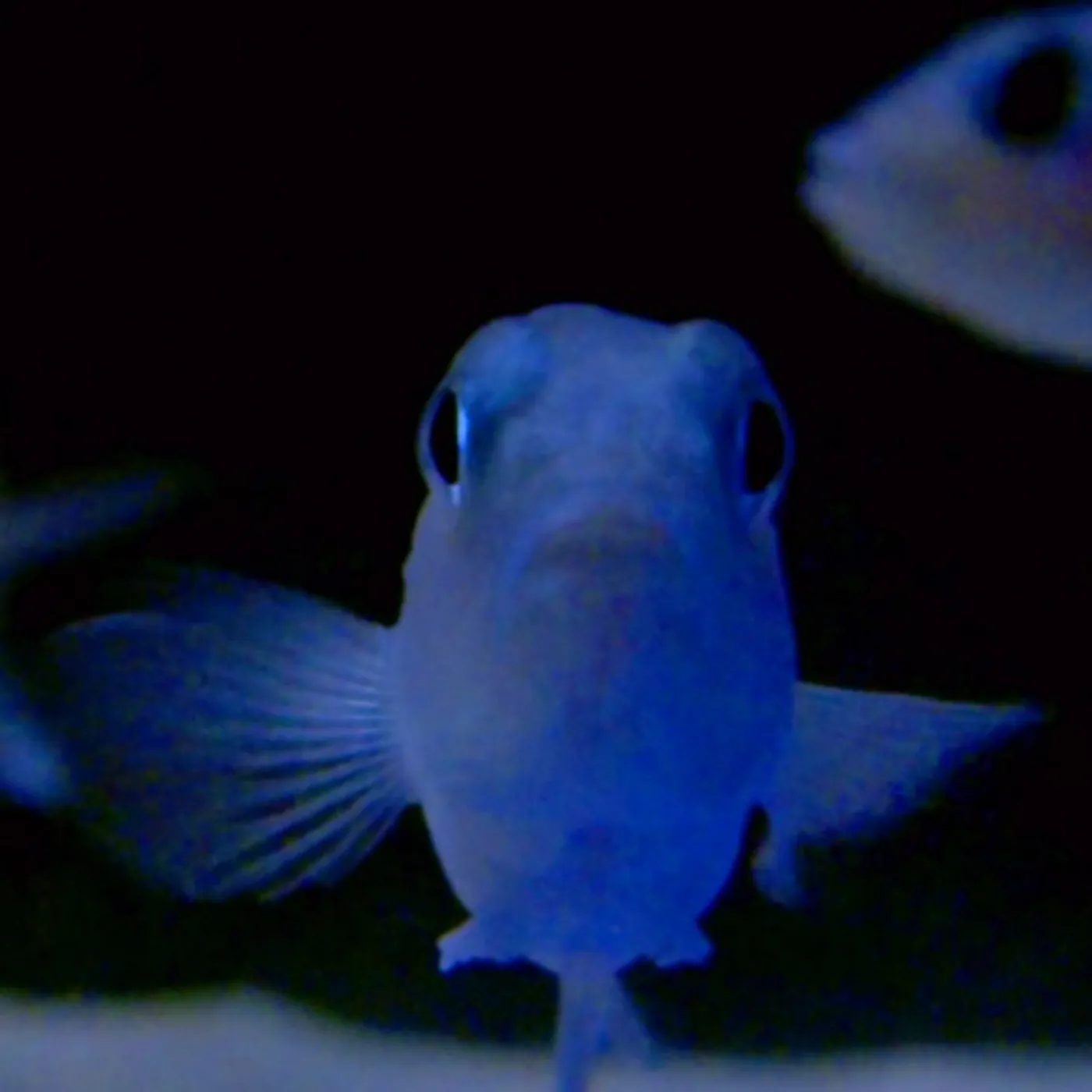 Powell on the feet of a wind Vinyl Record