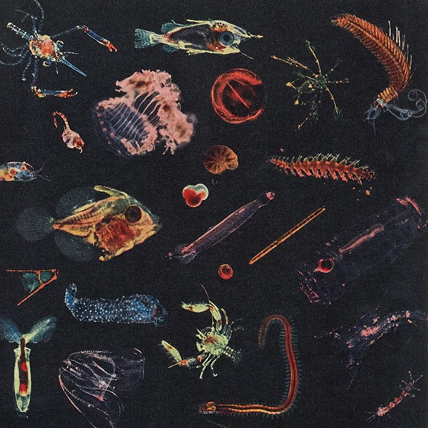 Alessandro Fiori Plancton Vinyl Record