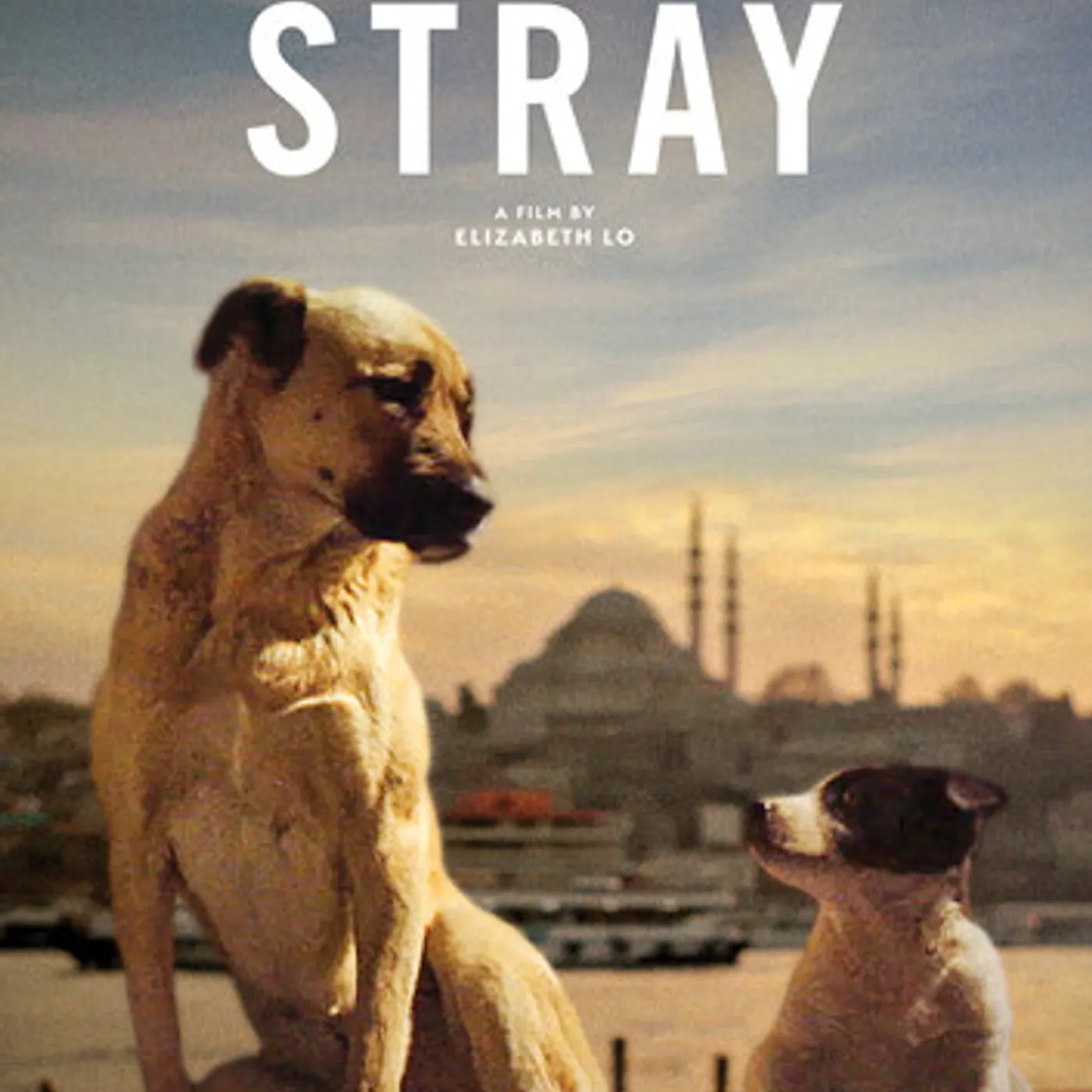 Stray DVD