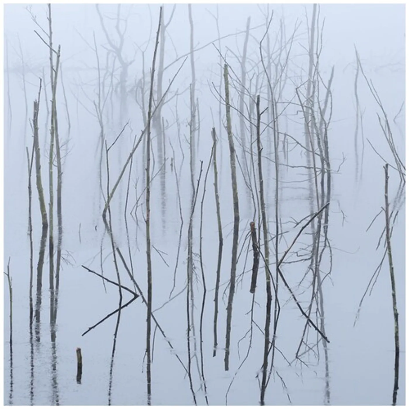 Olhava Frozen Bloom Vinyl Record