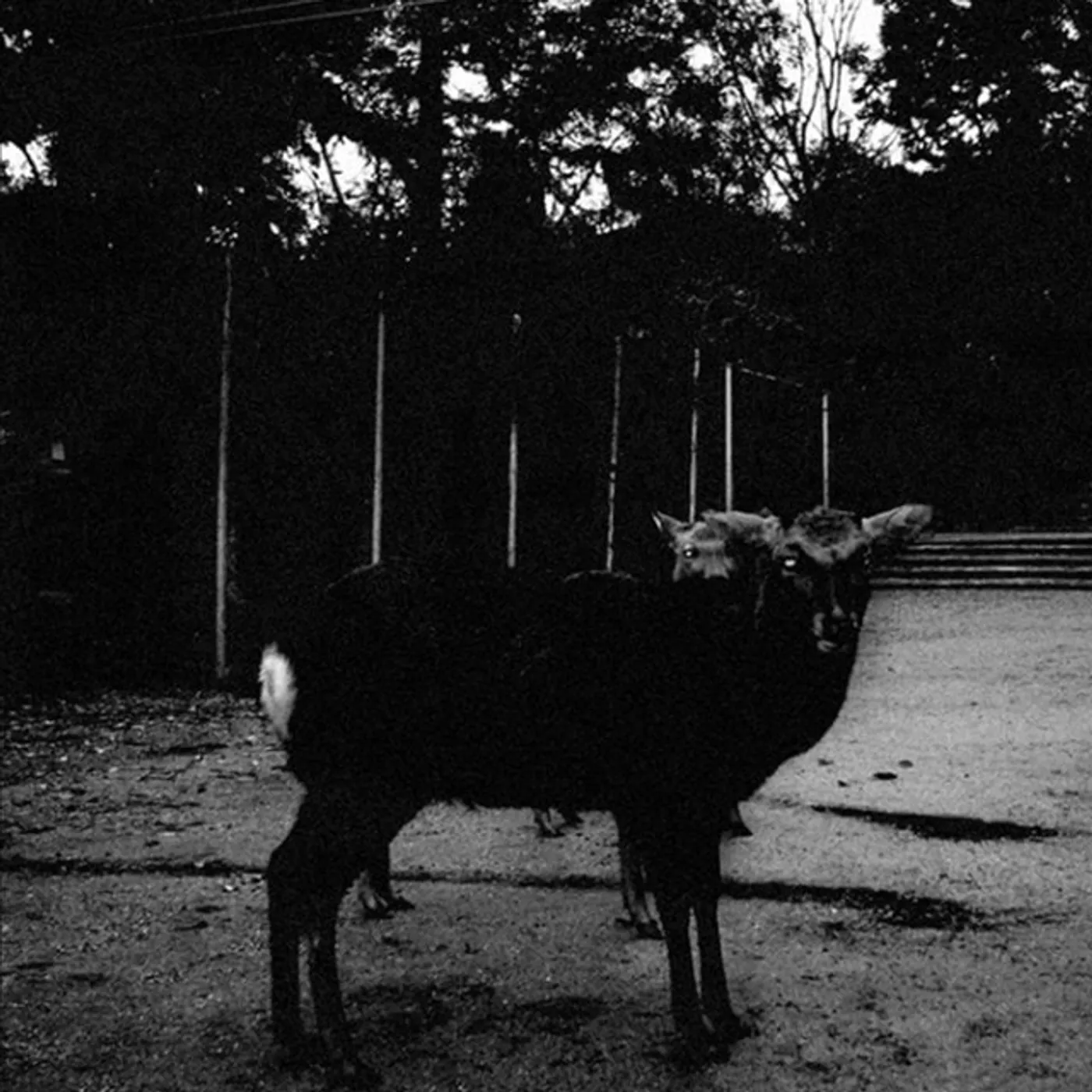 Sial ZADAM EDAN Vinyl Record