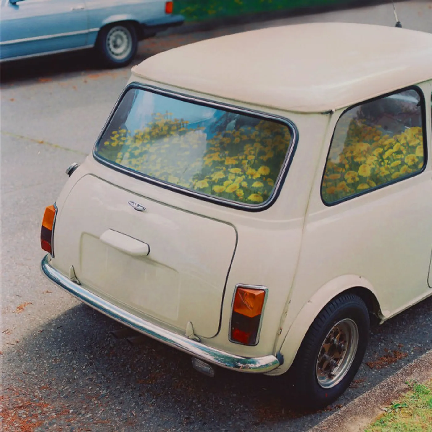 Said The Whale Dandelion Vinyl Record