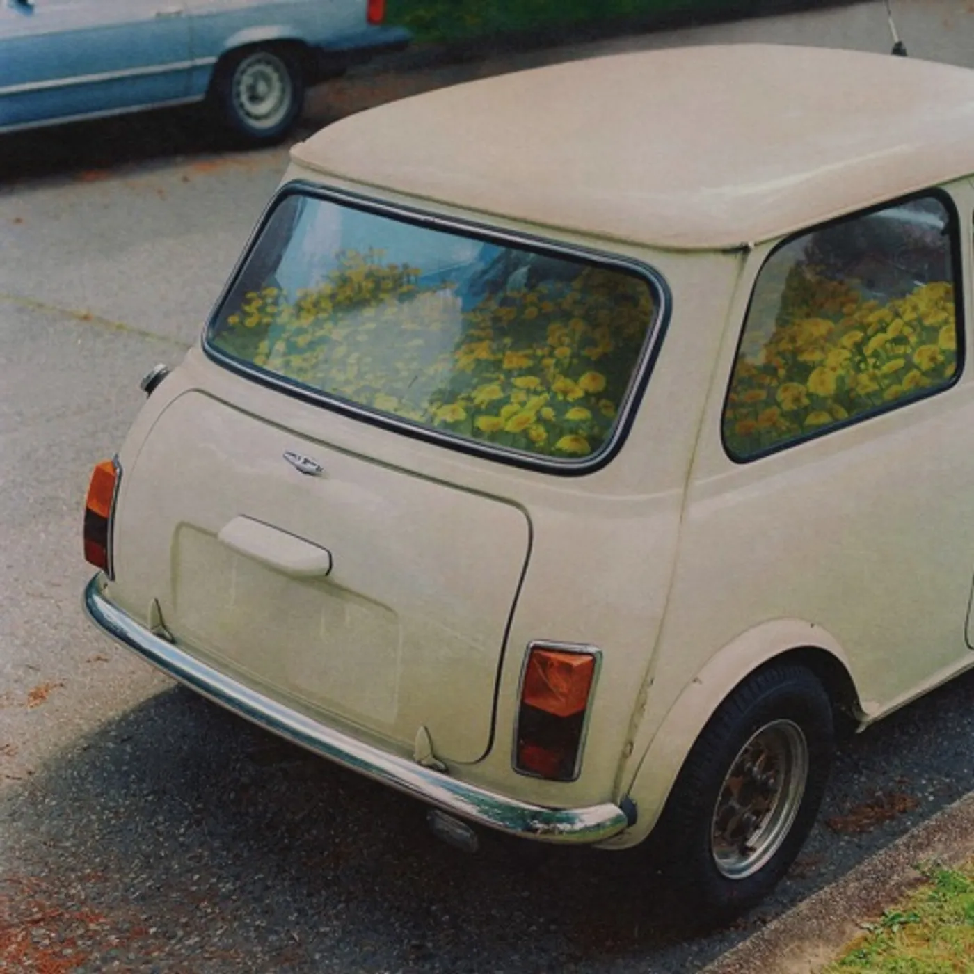 Said The Whale DANDELION CD