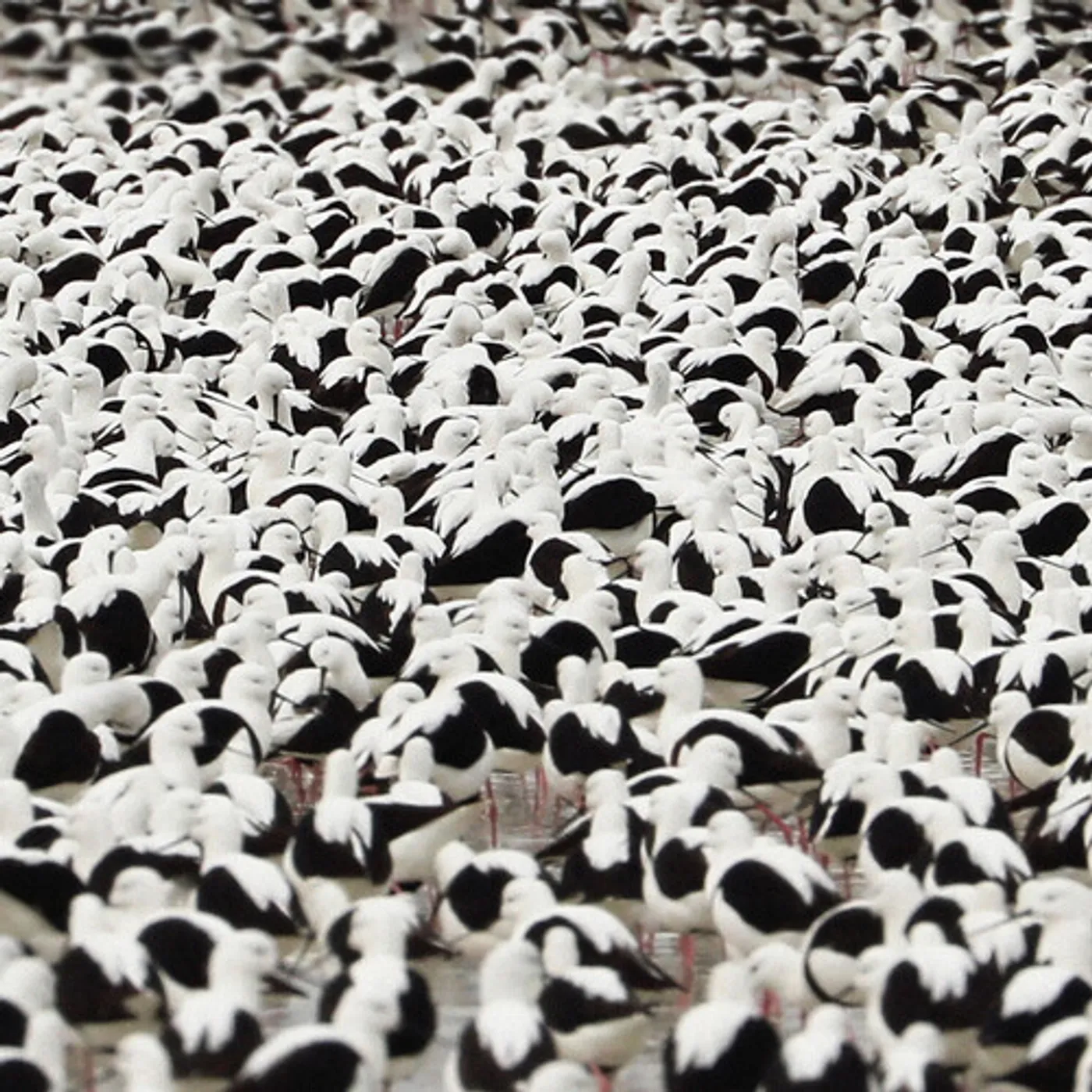 Stella Donnelly FLOOD - OPAQUE RED Vinyl Record