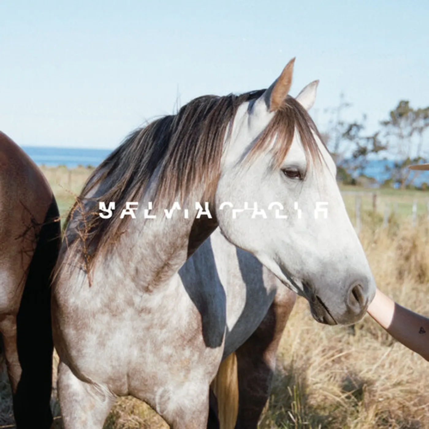 salvia palth MELANCHOLE CD