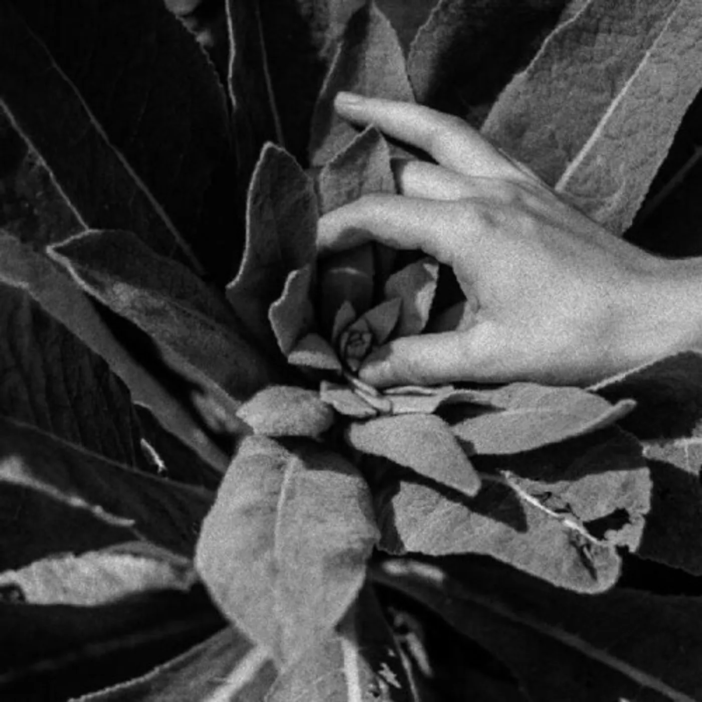 Nanook of The North Heide Vinyl Record