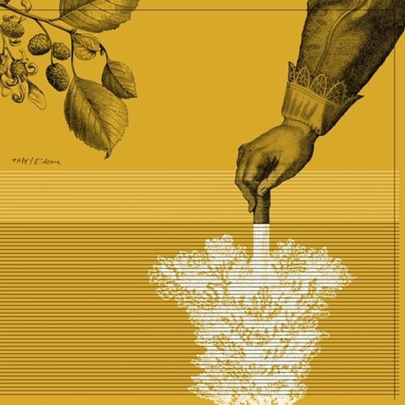 Tape Rideau Vinyl Record