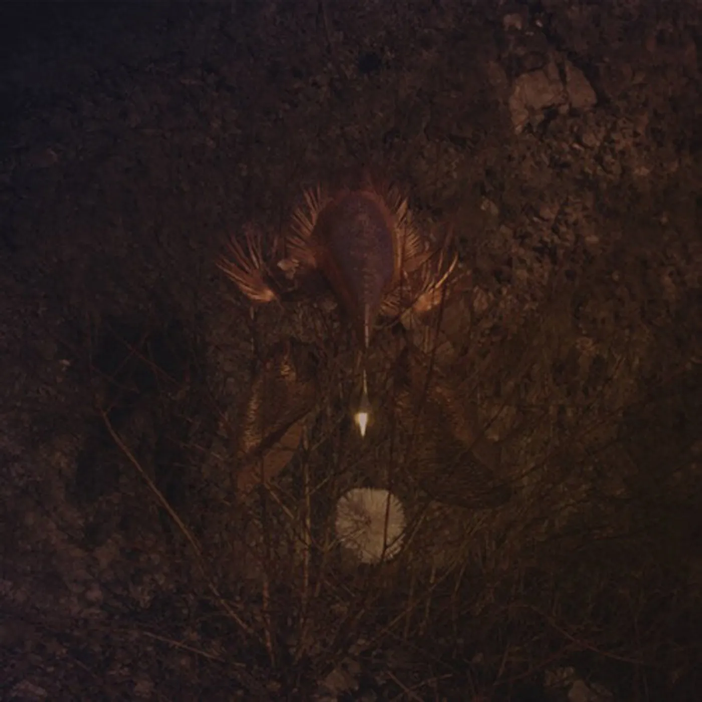 Bongbongbeerwizards Ampire Vinyl Record